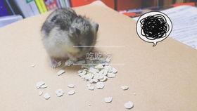 仓鼠只会吃瓜,揭秘仓鼠的独特饮食习惯